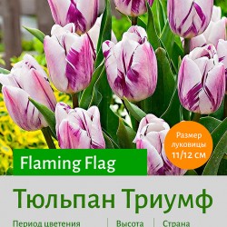 Тюльпан Триумф (triumph) Flaming Flag